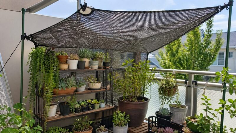 遮光ネットを使ってベランダの鉢植えや多肉植物を強い日差しから守っている様子