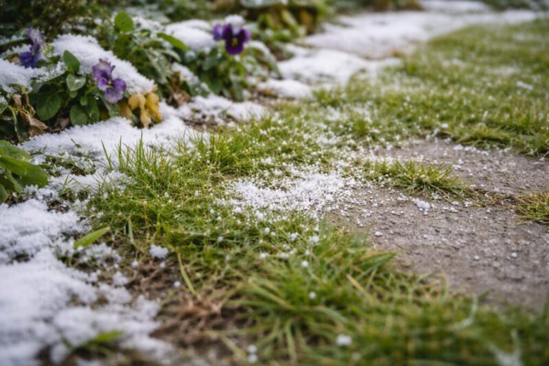 植栽にかからないよう通路だけに散布し、あとで水をかけて流せるよう準備している様子