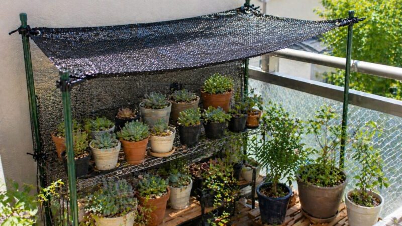 多肉植物の棚に遮光ネットを張り、夏の強い日差しをやわらげている様子