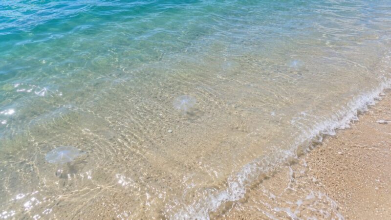 浅瀬の砂地に半透明のクラゲが見える海水浴場の波打ち際